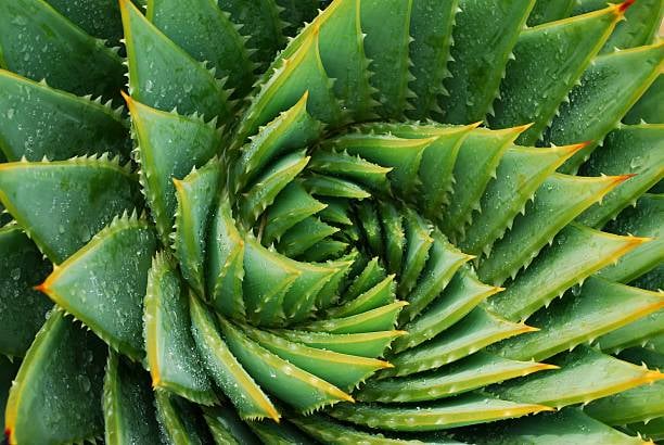 Orange County Cactus & Succulent Summer Sale 3